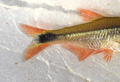 Buenos Aires tetra (Hyphessobrycon anisitsi) — Characidae — 4