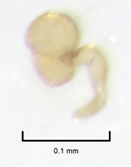 Clypastraea pulchella