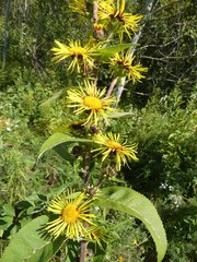 Inula racemosa