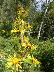 Inula racemosa