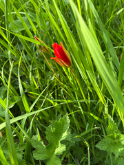 author not stated, no rights reserved Tulipa sprengeri, photograph author not stated, no rights reserved