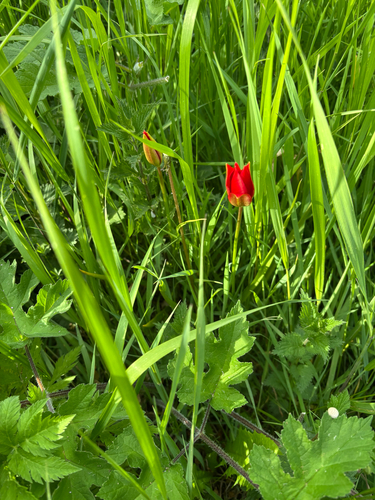 Tulipa sprengeri, photograph 2