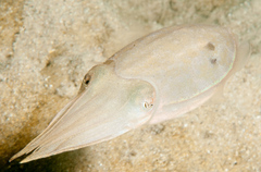 Sepia plangon