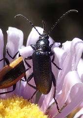 Neoeutrapela unicolor