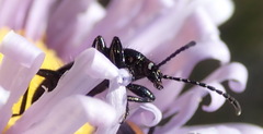 Neoeutrapela unicolor