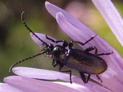Neoeutrapela unicolor