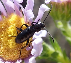 Neoeutrapela unicolor