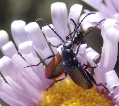 Neoeutrapela unicolor