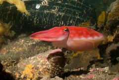Sepia mestus