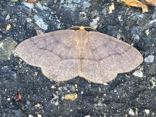 Yellow-headed Looper Moth photo 4