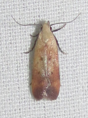 Anacampsis fullonella