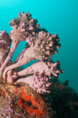 Pyura spinifera