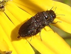 Anthaxiini