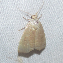 Bagisara rectifascia