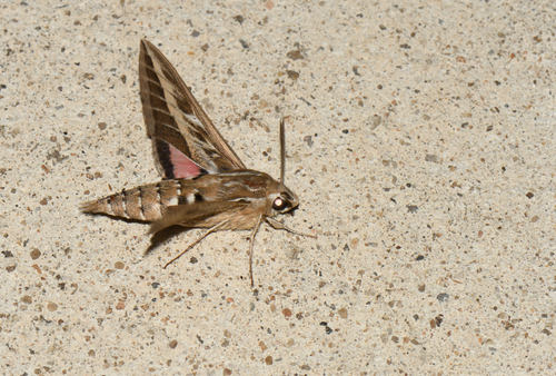 Hyles livornica