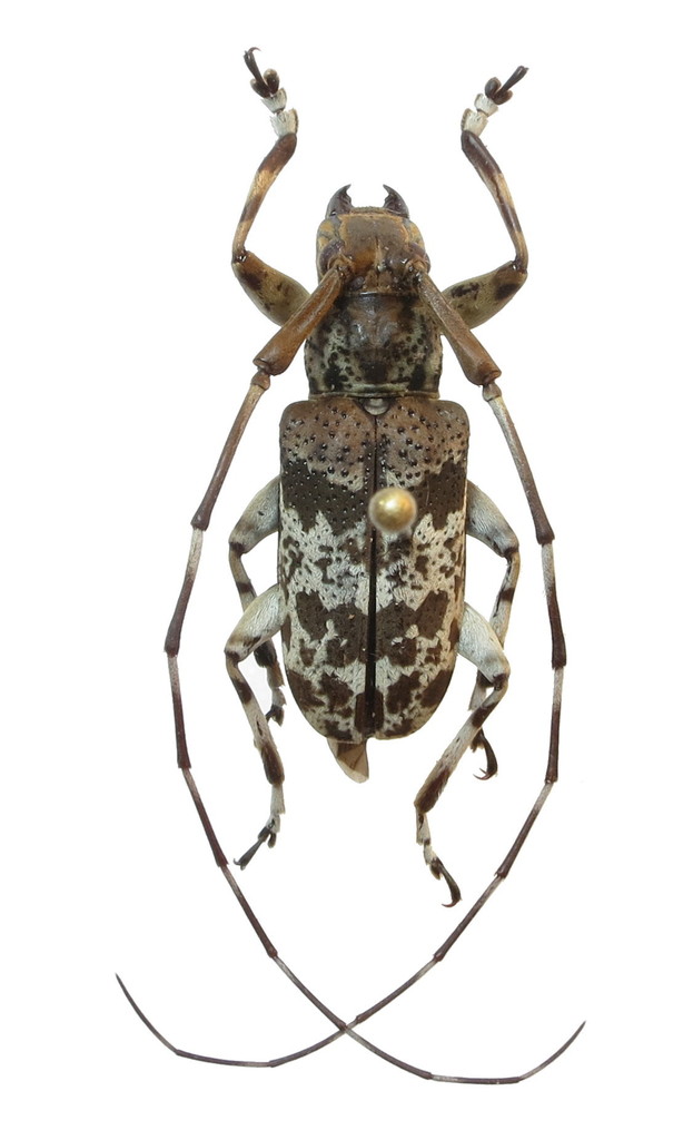 Anancylus socius