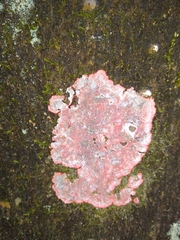 Herpothallon