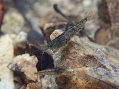 Caridina cantonensis