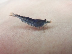 Caridina cantonensis
