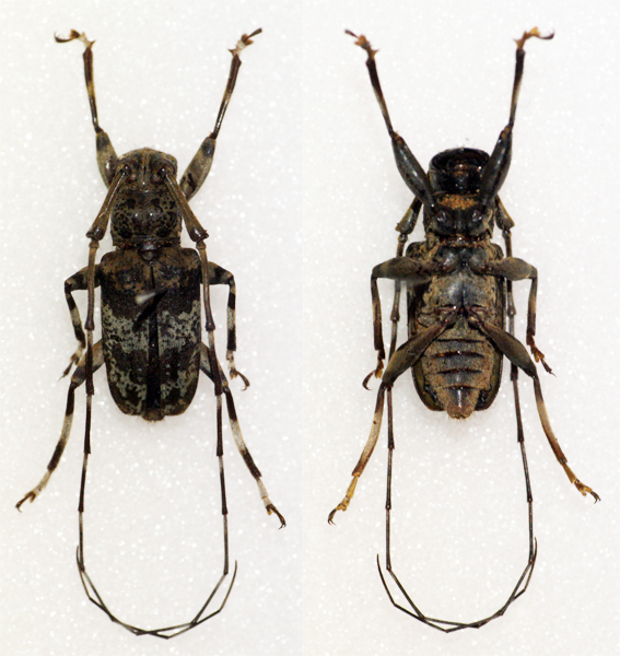 Anancylus mindanaonis