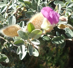 Podalyria burchellii