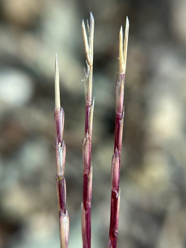 Scribner's Grass (Deschampsia bolanderi)