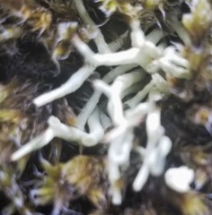 Thamnolia vermicularis vermicularis