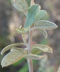 Podalyria burchellii