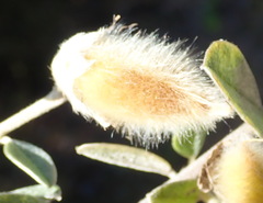 Podalyria burchellii