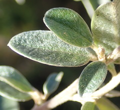 Podalyria burchellii