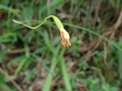 Spathoglottis pubescens