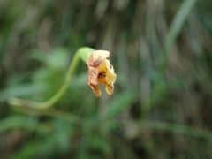 Spathoglottis pubescens