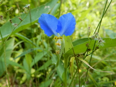 Commelina communis