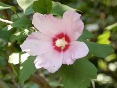 Hibiscus syriacus