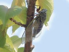 Cryptotympana facialis