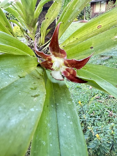 Huntleya meleagris, photograph 5