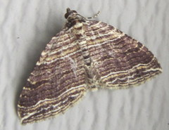 Anticlea multiferata