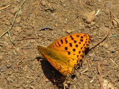 Argynnis castetsi