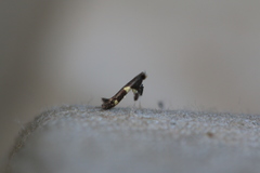 Caloptilia cornusella