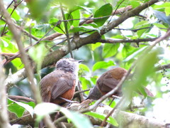 Montecincla fairbanki