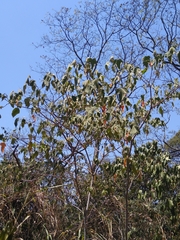 Croton gossypiifolius