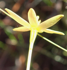 Pauridia trifurcillata