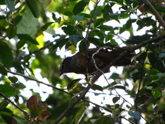 Montecincla fairbanki