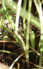 Pauridia trifurcillata