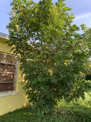 Cupaniopsis anacardioides