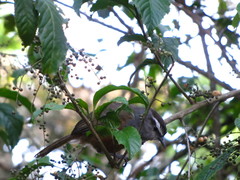 Montecincla fairbanki