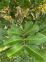 Cupaniopsis anacardioides