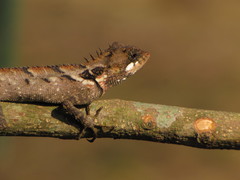 Draconinae