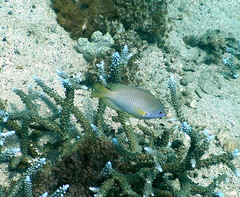 Pomacentrus amboinensis