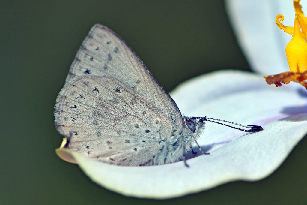 Dusky-blues